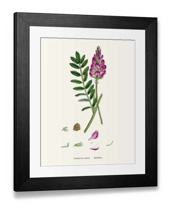 Framed Print : Onobrychis or sainfoins plant 19th century illustration Framed Print : Onobrychis or sainfoins plant 19th century illustration