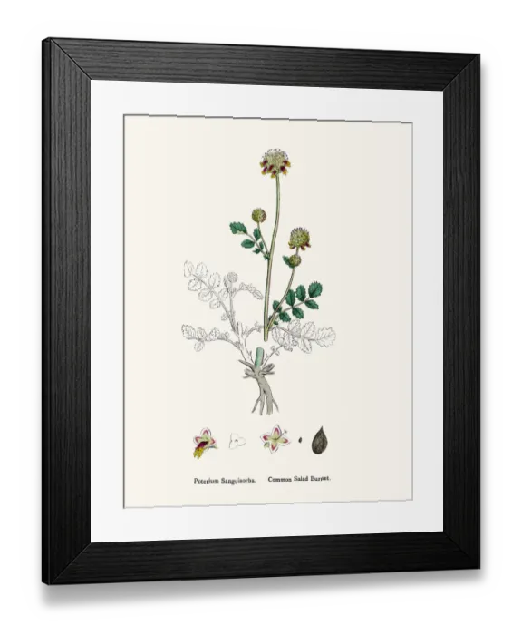 Framed Print : Salad Burnet edible plant 19th century illustration Framed Print : Salad Burnet edible plant 19th century illustration