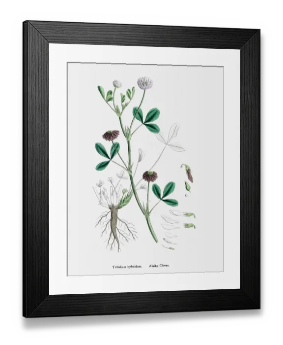 Framed Print : Clover plant 19th century illustration Framed Print : Clover plant 19th century illustration