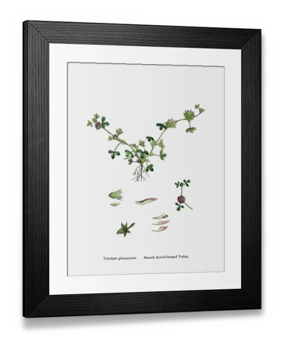 Framed Print : Clover plant 19th century illustration Framed Print : Clover plant 19th century illustration