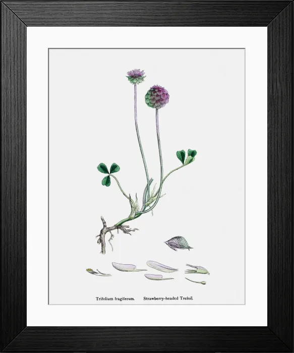 Framed Print : Clover plant 19th century illustration Framed Print : Clover plant 19th century illustration