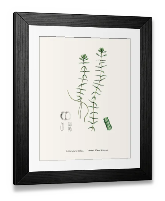 Framed Print : grass. Digitally restored image of an original antique illustration by