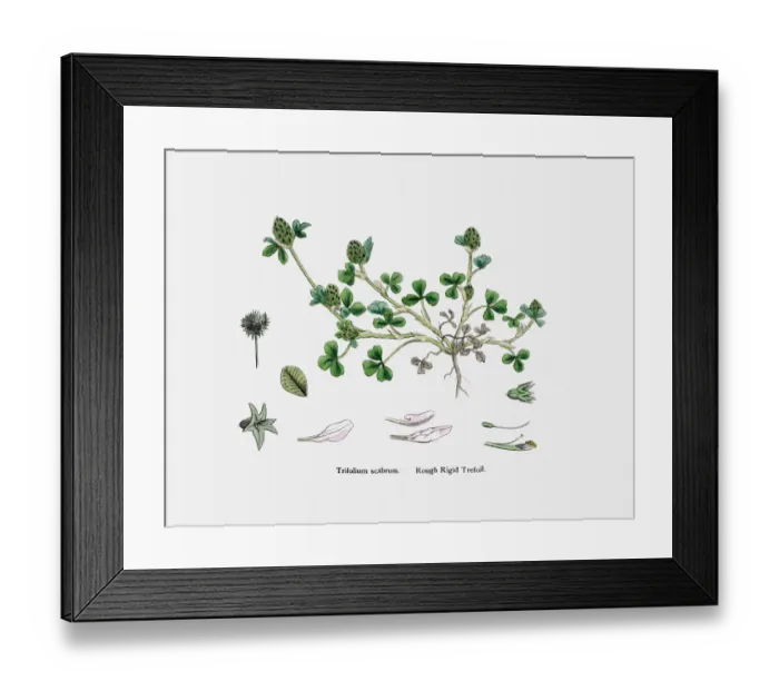 Framed Print : Clover plant 19th century illustration Framed Print : Clover plant 19th century illustration