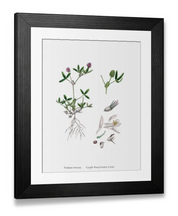 Framed Print : Clover plant 19th century illustration Framed Print : Clover plant 19th century illustration