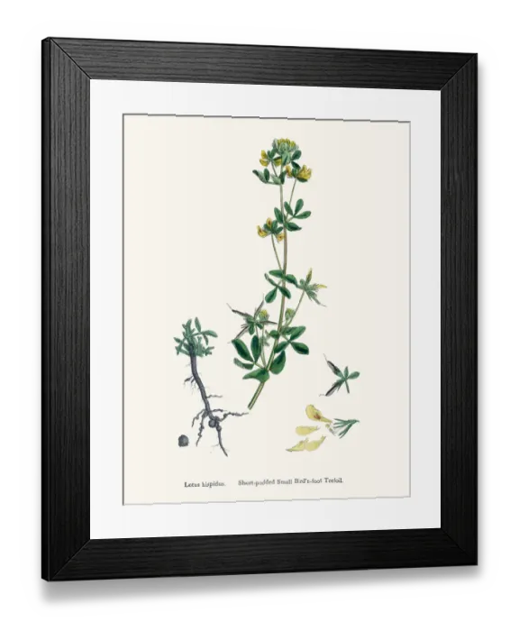 Framed Print : bird s-foot trefoils 19th century illustration Framed Print : bird s-foot trefoils 19th century illustration