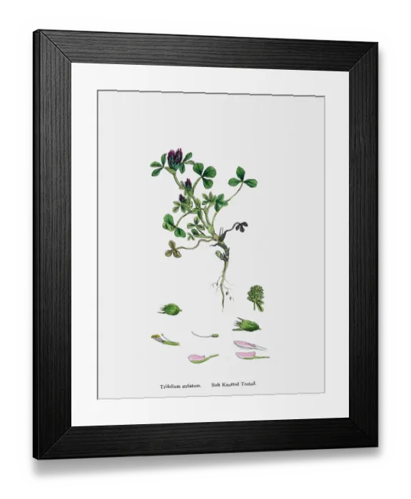 Framed Print : Clover plant 19th century illustration Framed Print : Clover plant 19th century illustration