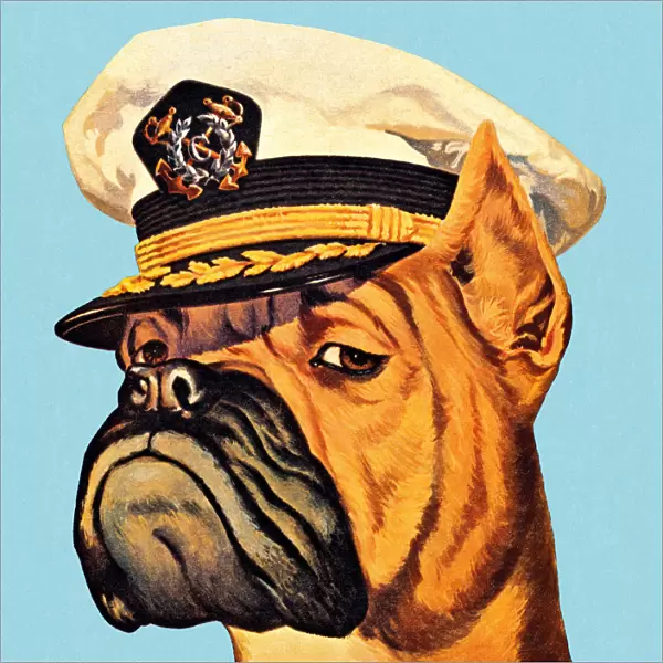 Illustration of a boxer dog wearing a captains hat