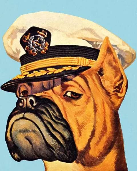 Illustration of a boxer dog wearing a captains hat