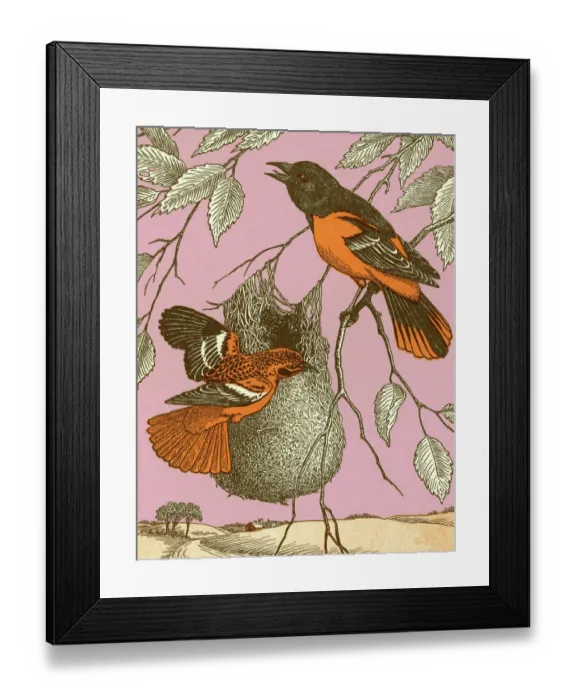 Framed Print : Birds With Nest