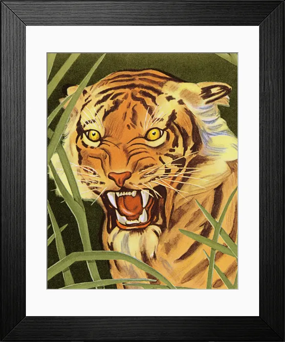 Framed Print : Tiger in the Grass Framed Print : Tiger in the Grass