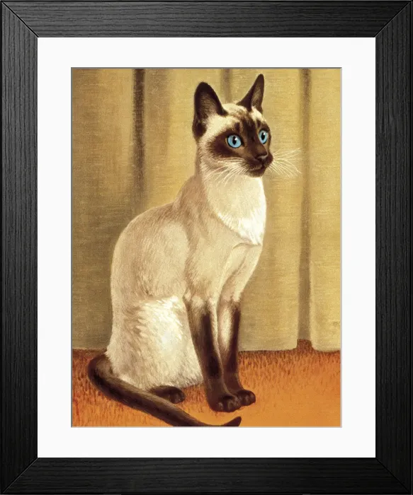 Framed Print : Siamese Cat Framed Print : Siamese Cat