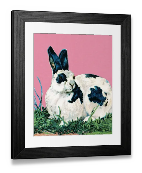 Framed Print : Black and white rabbit Framed Print : Black and white rabbit