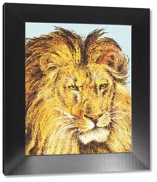 Lion. http: /  / csaimages.com / images / istockprofile / csa_vector_dsp.jpg
