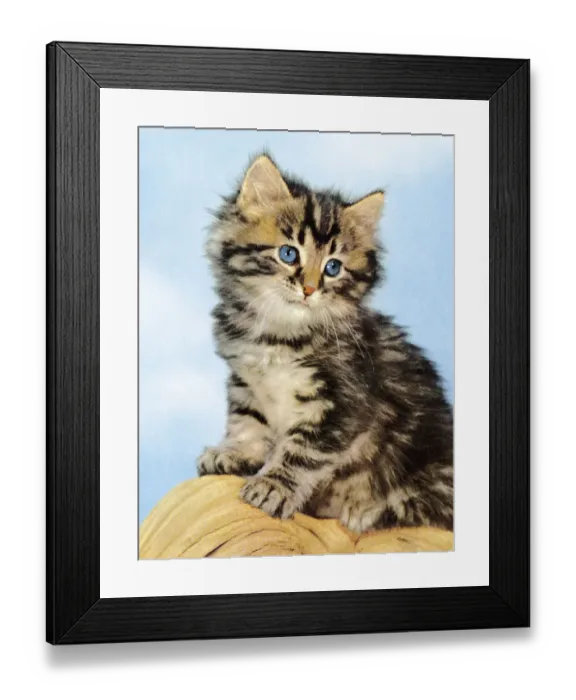 Framed Print : Tabby Kitten Framed Print : Tabby Kitten