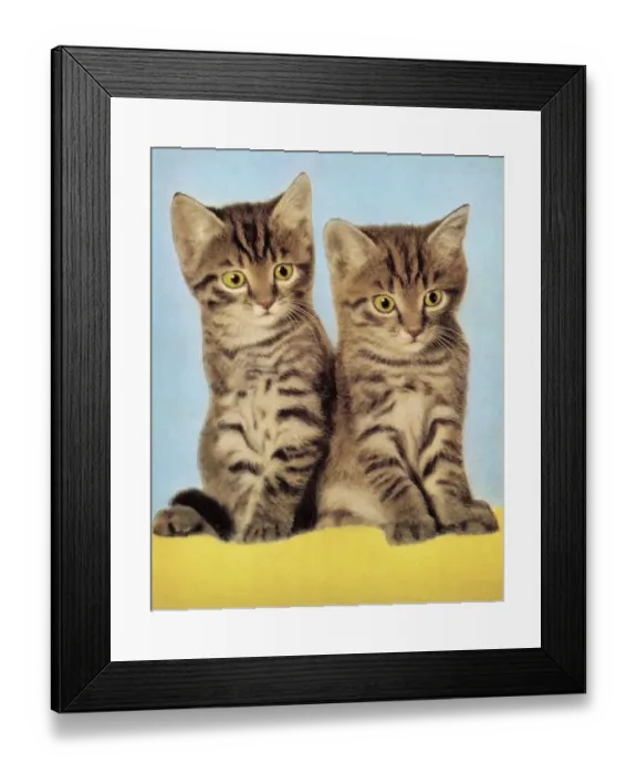 Framed Print : Two Kittens