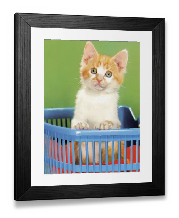 Framed Print : Kitten in Basket Framed Print : Kitten in Basket