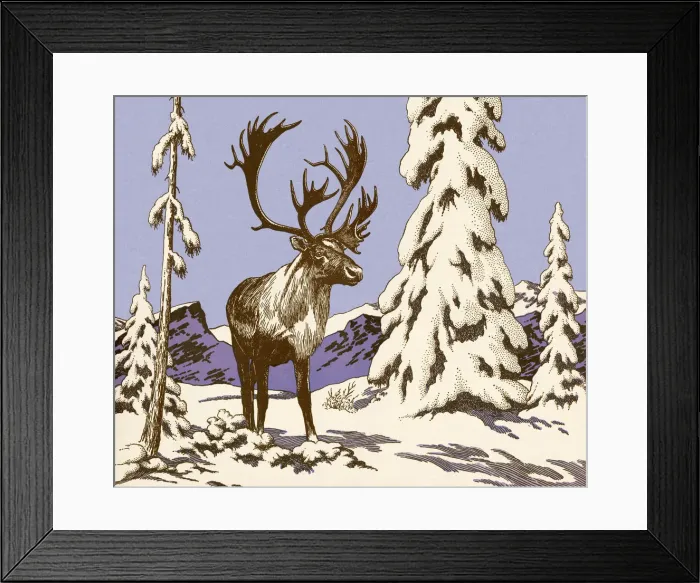 Framed Print : Moose in the Snow Framed Print : Moose in the Snow