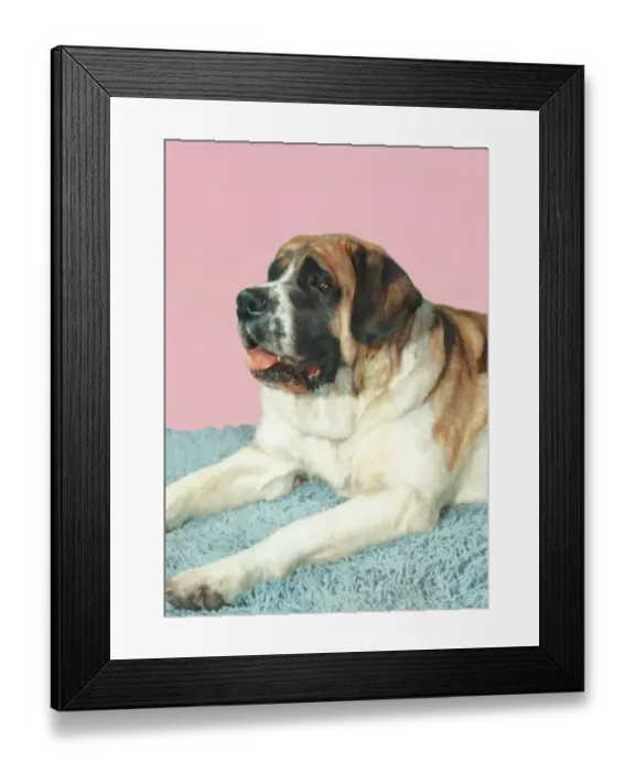 Framed Print : Saint Bernard Framed Print : Saint Bernard