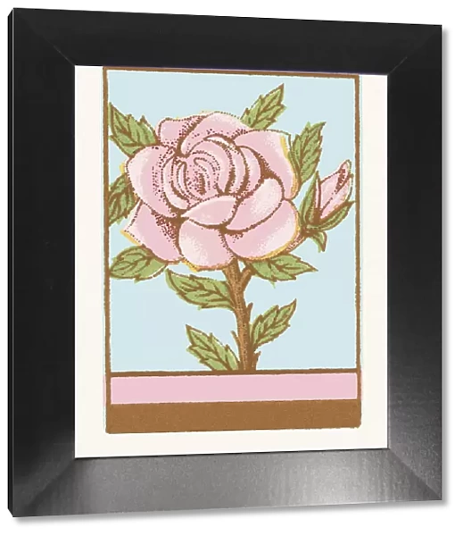 Rose. http: /  / csaimages.com / images / istockprofile / csa_vector_dsp.jpg