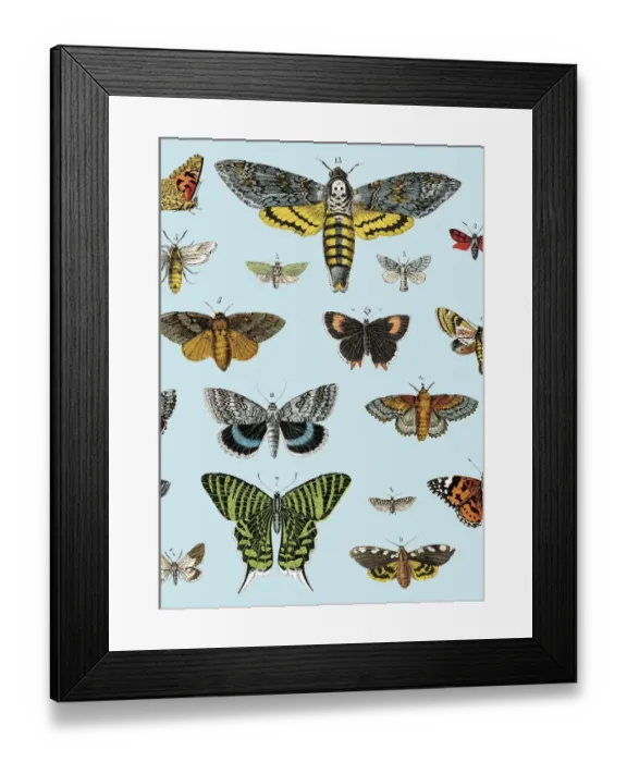 Framed Print : Butterflies Framed Print : Butterflies