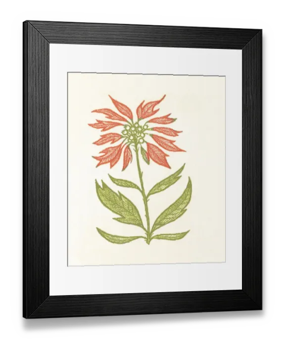 Framed Print : Flower. http: / / csaimages.com / images / istockprofile / csa_vector_dsp.jpg Framed Print : Flower. http: / / csaimages.com / images / istockprofile / csa_vector_dsp.jpg