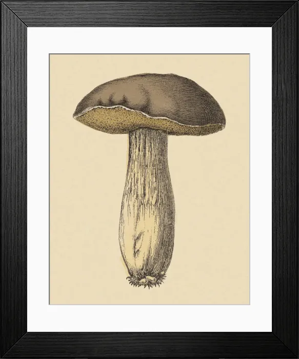 Framed Print : Mushroom. http: / / csaimages.com / images / istockprofile / csa_vector_dsp.jpg Framed Print : Mushroom. http: / / csaimages.com / images / istockprofile / csa_vector_dsp.jpg