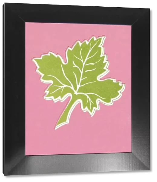 Leaf. http: /  / csaimages.com / images / istockprofile / csa_vector_dsp.jpg