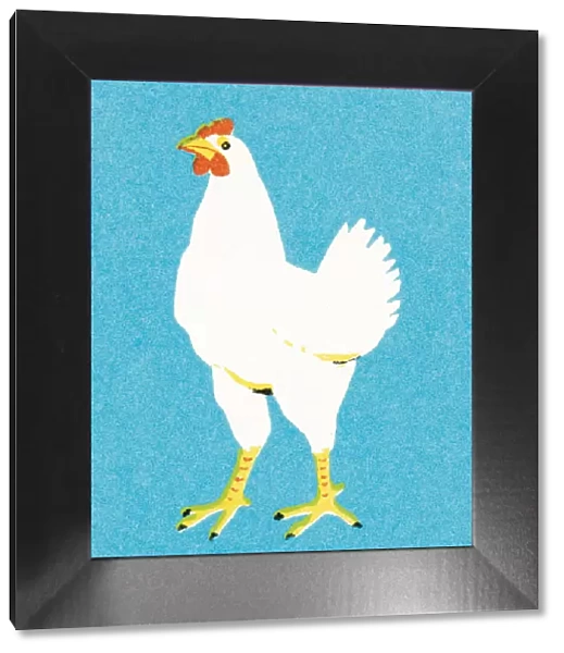 Chicken. http: /  / csaimages.com / images / istockprofile / csa_vector_dsp.jpg