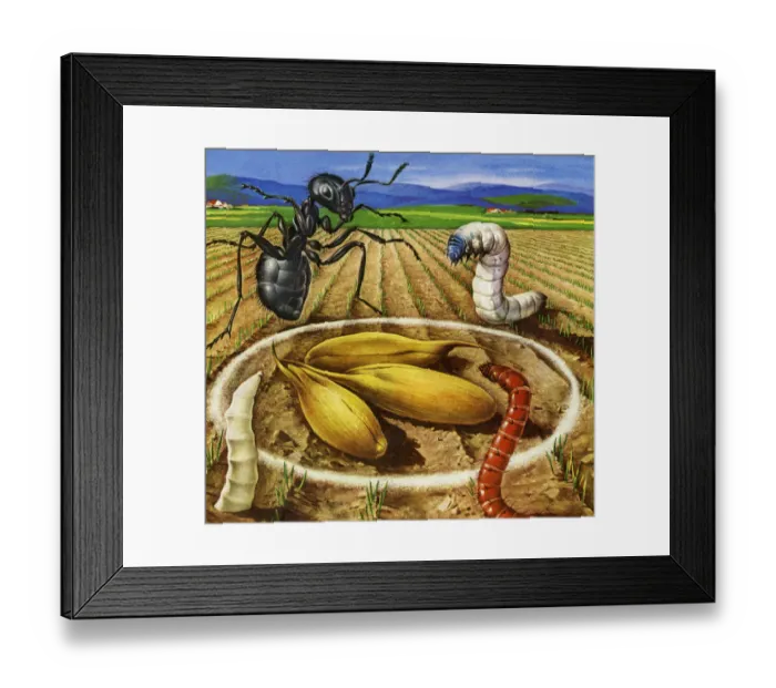 Framed Print : Bugs in a Farm Field Framed Print : Bugs in a Farm Field