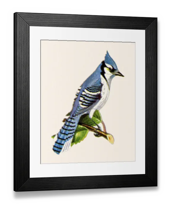 Framed Print : Bluejay. http: / / csaimages.com / images / istockprofile / csa_vector_dsp.jpg Framed Print : Bluejay. http: / / csaimages.com / images / istockprofile / csa_vector_dsp.jpg