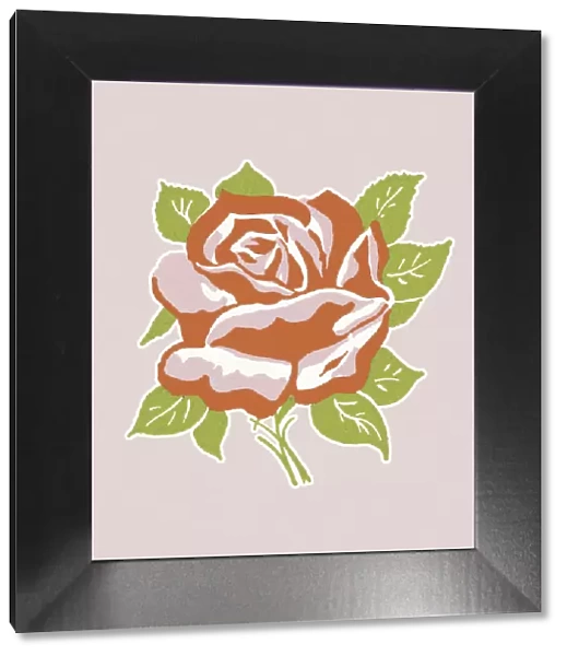 Red Rose. http: /  / csaimages.com / images / istockprofile / csa_vector_dsp.jpg