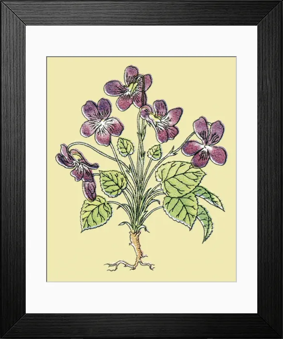 Framed Print : Violets. http: / / csaimages.com / images / istockprofile / csa_vector_dsp.jpg Framed Print : Violets. http: / / csaimages.com / images / istockprofile / csa_vector_dsp.jpg