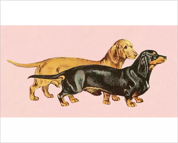 Two dachshunds