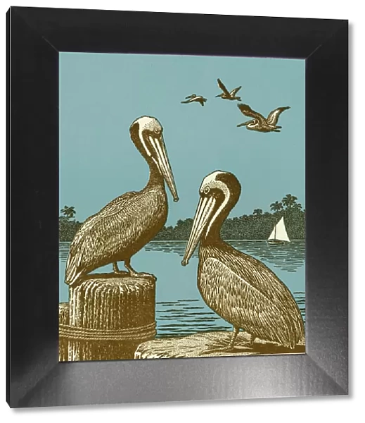Pelicans. http: /  / csaimages.com / images / istockprofile / csa_vector_dsp.jpg