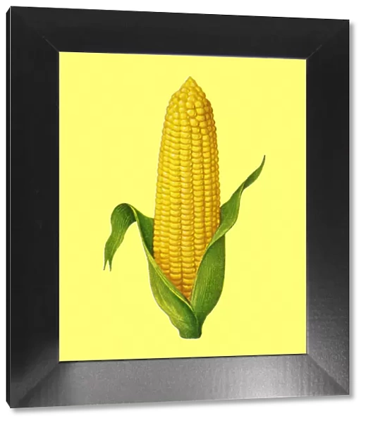 Peeled corn against a yellow colored background