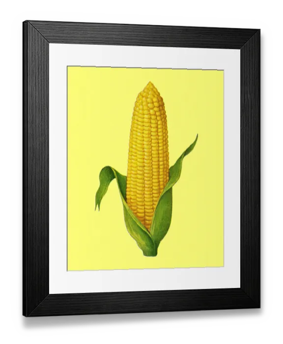 Framed Print : Peeled corn against a yellow colored background Framed Print : Peeled corn against a yellow colored background