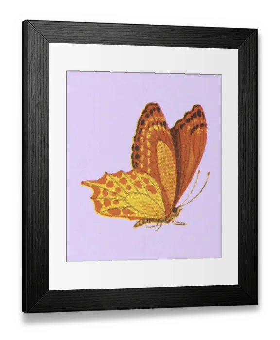 Framed Print : Golden Butterfly Framed Print : Golden Butterfly