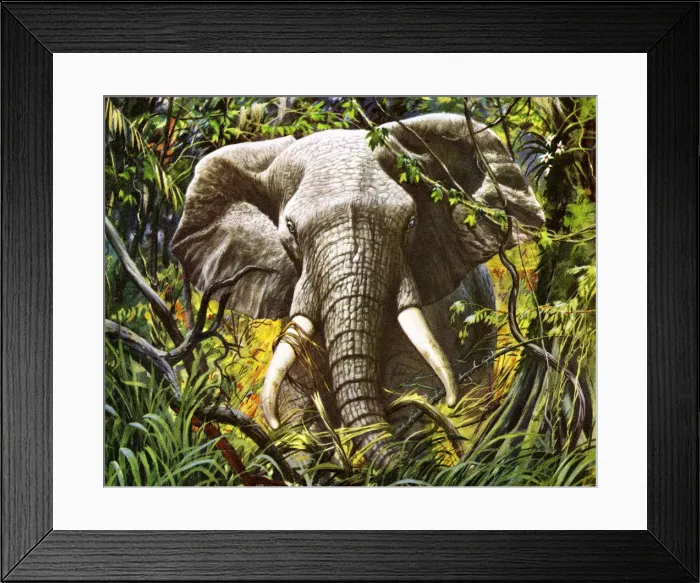 Framed Print : Elephant in the Jungle Framed Print : Elephant in the Jungle