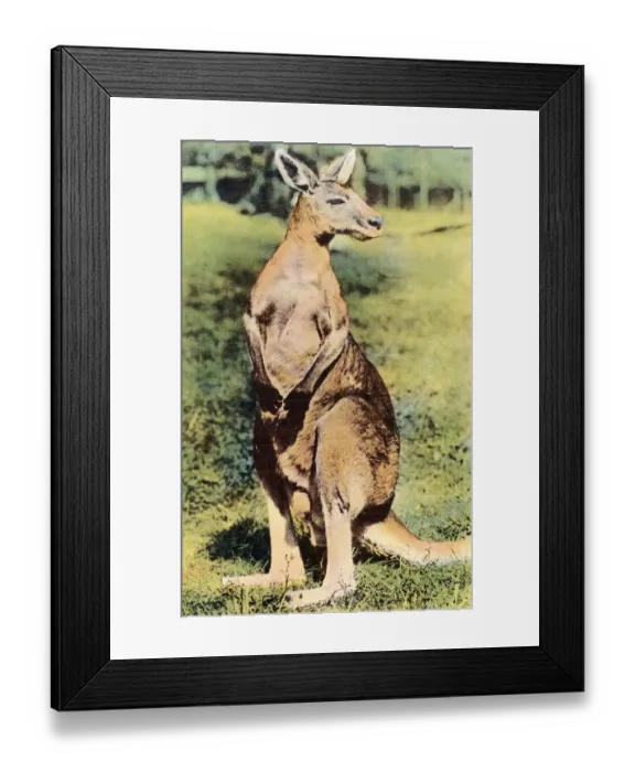 Framed Print : Kangaroo. http: / / csaimages.com / images / istockprofile / csa_vector_dsp.jpg Framed Print : Kangaroo. http: / / csaimages.com / images / istockprofile / csa_vector_dsp.jpg