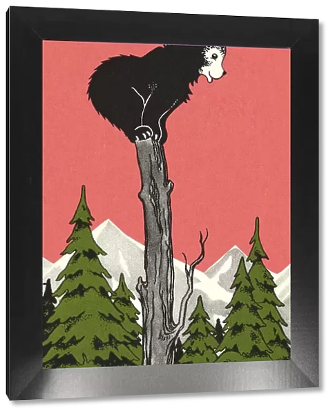 Bear Cub Standing on a Tree Stump