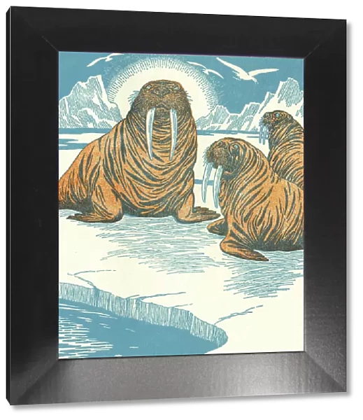 Walruses. http: /  / csaimages.com / images / istockprofile / csa_vector_dsp.jpg