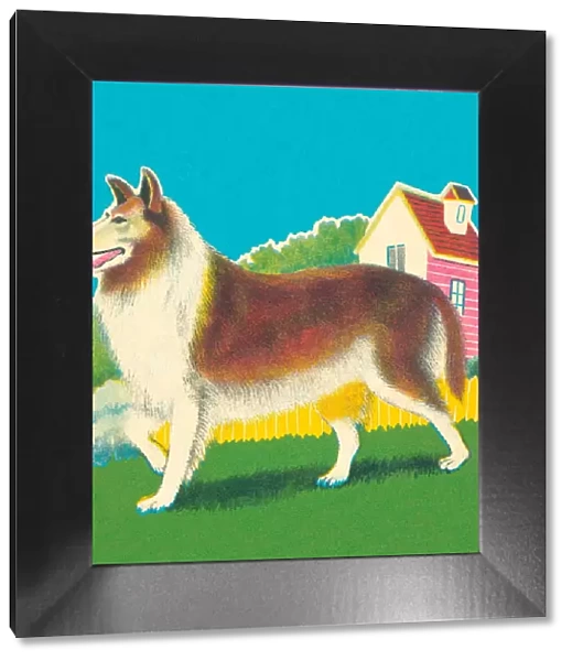 Collie. http: /  / csaimages.com / images / istockprofile / csa_vector_dsp.jpg