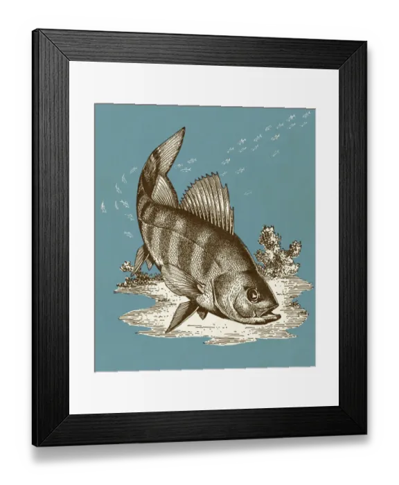 Framed Print : Fish. http: / / csaimages.com / images / istockprofile / csa_vector_dsp.jpg Framed Print : Fish. http: / / csaimages.com / images / istockprofile / csa_vector_dsp.jpg