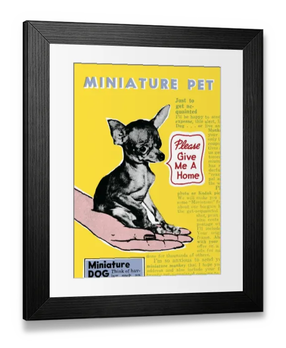 Framed Print : Miniature pet dog Framed Print : Miniature pet dog