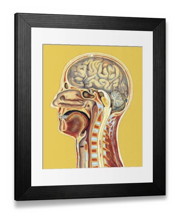Framed Print : Human Head Anatomy Framed Print : Human Head Anatomy