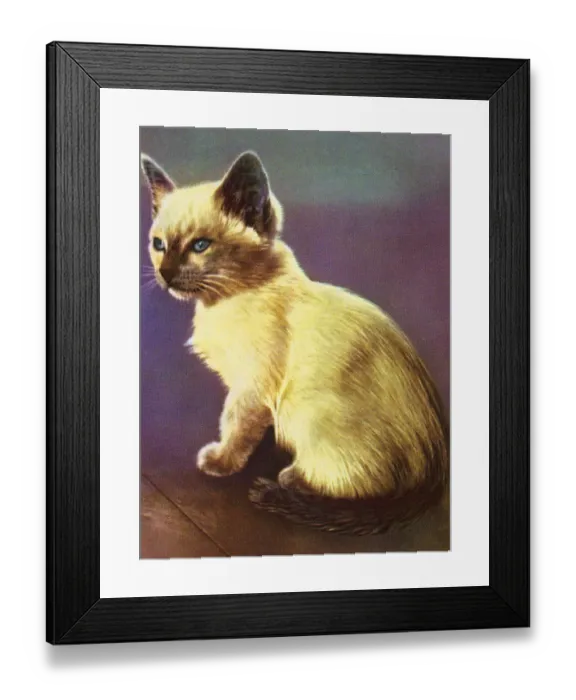 Framed Print : Siamese Kitten Framed Print : Siamese Kitten