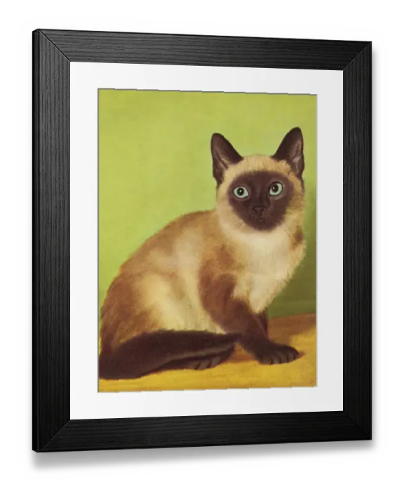 Framed Print : Siamese Cat Framed Print : Siamese Cat