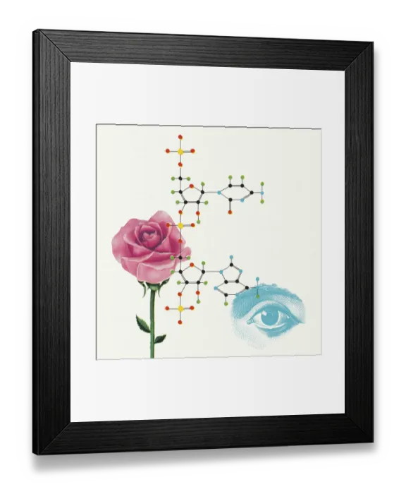 Framed Print : Rose and Eye Framed Print : Rose and Eye