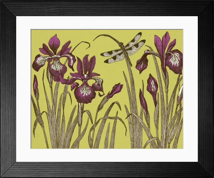 Framed Print : Dragonfly and Iris Flowers Framed Print : Dragonfly and Iris Flowers
