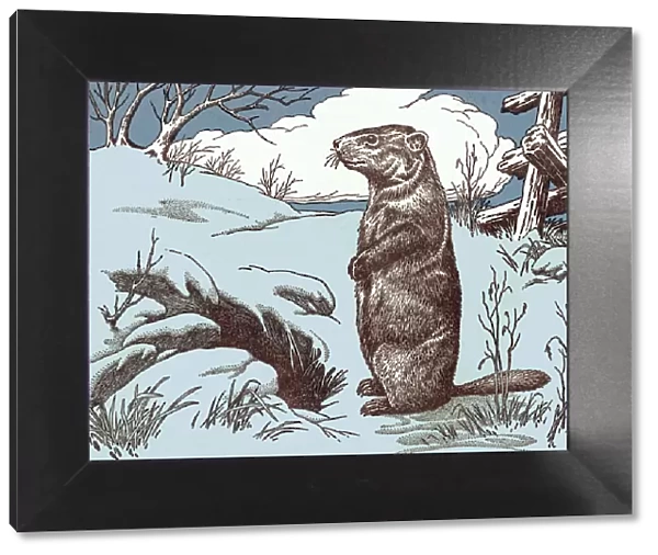 Beaver. http: /  / csaimages.com / images / istockprofile / csa_vector_dsp.jpg